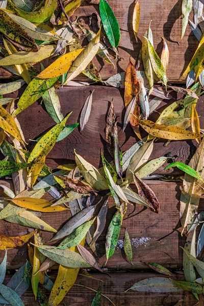 Fundo Com Outono Caído Folhas Amarelas Nas Tábuas Madeira — Fotografia de Stock