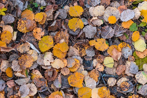 Background Multi Colored Dry Fresh Fallen Autumn Leaves — Stock Photo, Image