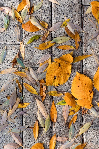 Fundo Com Outono Caído Folhas Amarelas Nas Lajes Pavimentação — Fotografia de Stock