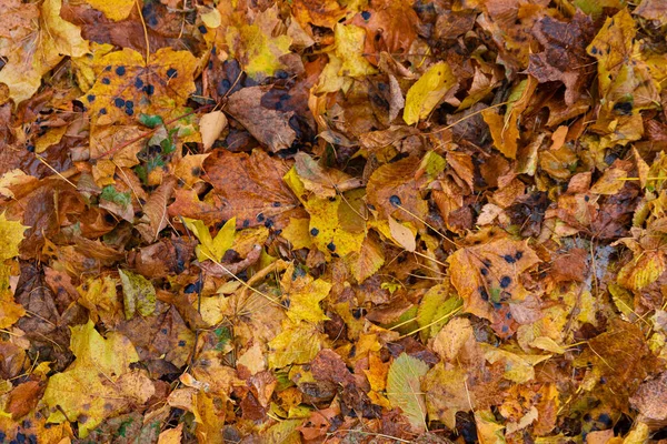 Background Multi Colored Fallen Autumn Leaves — Stock Photo, Image