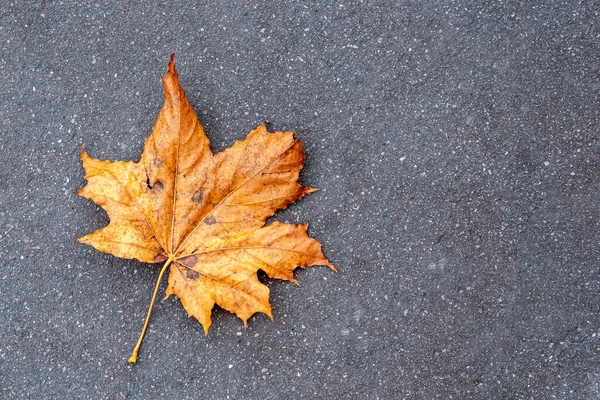 Yellow Maple Leaf Pavement — Stock Photo, Image