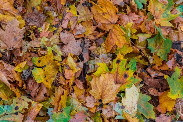 Fundo Com Multi Colorido Caído Marrple Outono Folhas — Fotografia de Stock