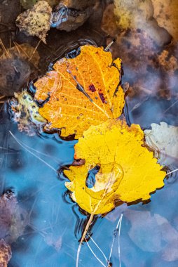 Bir su birikintisinde düşen iki sonbahar yapraklarının arka planı