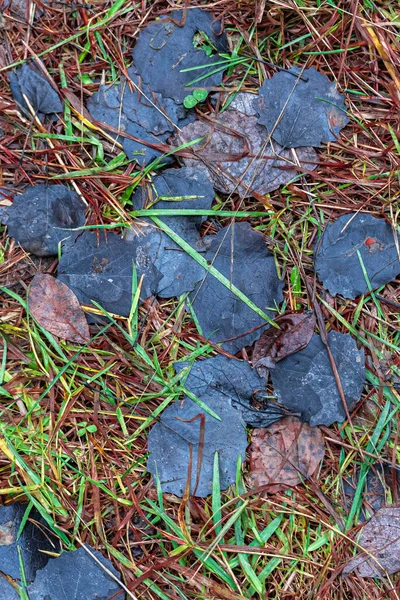 湿った草の上に枯れた秋の葉 — ストック写真
