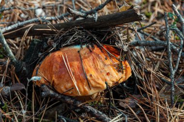 Genç Boletus Edulis ormanda beyaz mantar