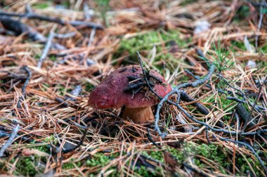 Genç Boletus Edulis ormanda beyaz mantar