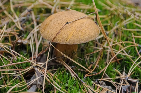 Junger Moosiger Pilz Auf Einem Untergrund Aus Tannennadeln — Stockfoto