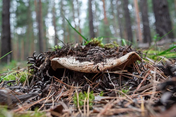 Cogumelo Velho Cresce Chão Floresta — Fotografia de Stock