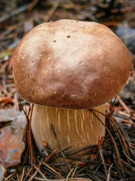 松针底物上的小蘑菇 — 图库照片