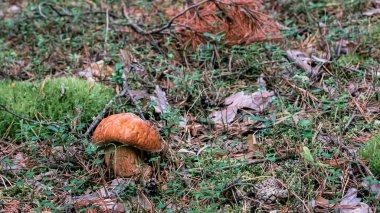 Genç Boletus Edulis ormanda beyaz mantar