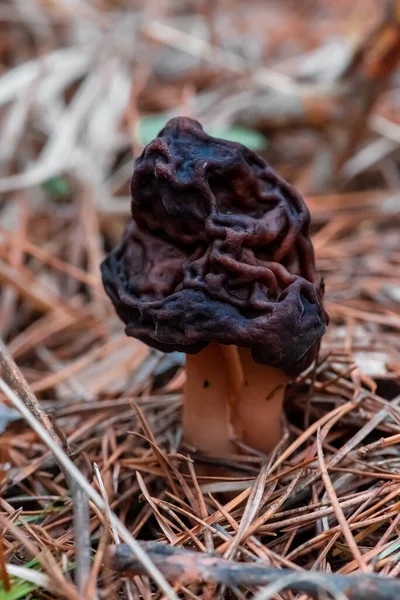在森林的苔藓中漂洗过的莫雷尔蘑菇 — 图库照片