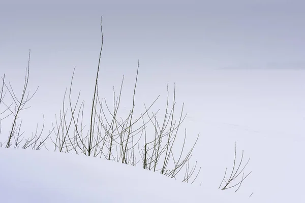 雪原で乾燥最小限のブッシュ — ストック写真