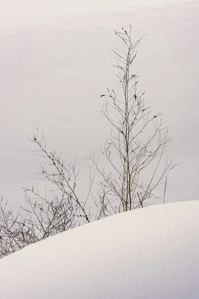 Trockene Bäume Und Sträucher Schneefeld — Stockfoto