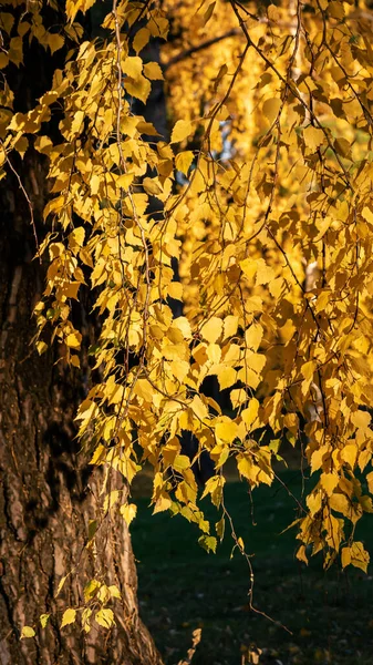 Background Autumn Tree Yellow Leaves — Stock Photo, Image