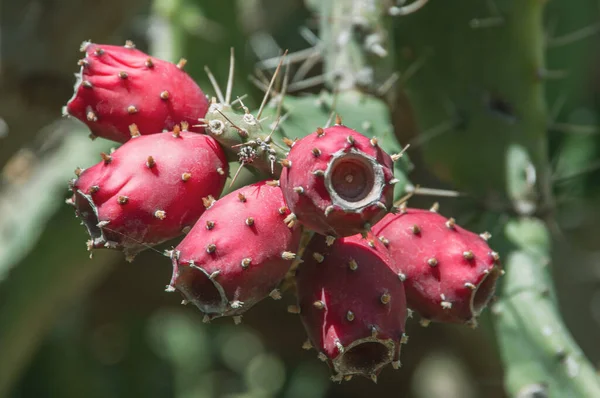 Prickly pear cactus Opuntia with fruits