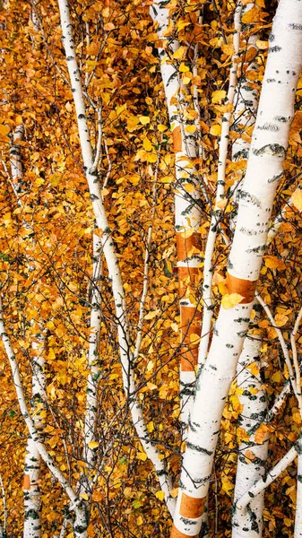 Autumn Birch Trees Yellow Leaves Close — Stock Photo, Image