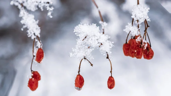 Rote Beeren Auf Zweigen Mit Raureif Und Eis — Stockfoto