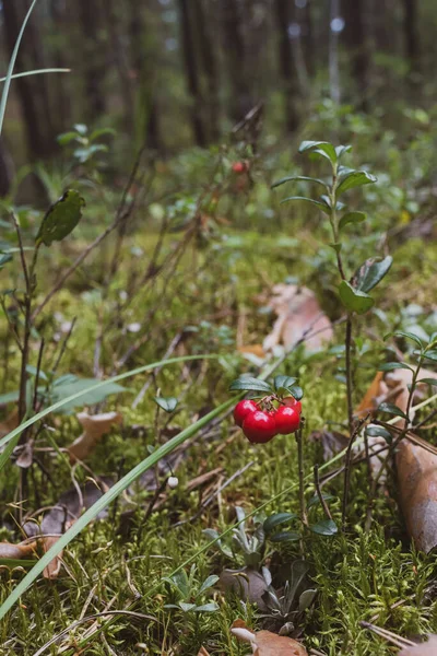 Ωριμάζει Lingonberry Καλλιέργεια Στο Δάσος — Φωτογραφία Αρχείου