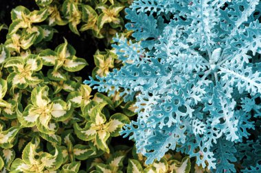 dekoratif arkaplan kablosu liken ve duranta