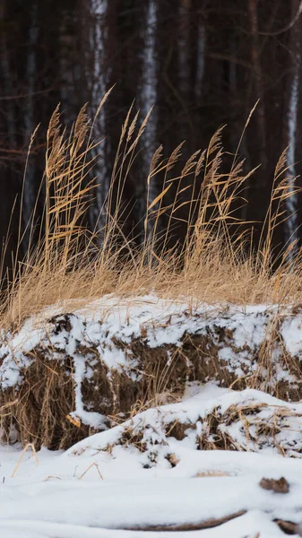 Vergilbtes Gras Spätherbst Vor Dem Hintergrund Des Waldes — Stockfoto