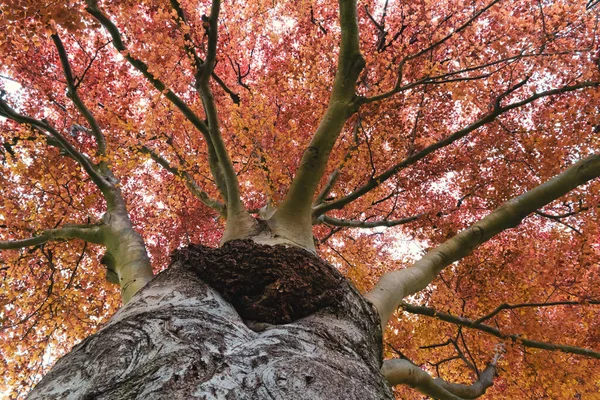 Tree Pink Red Leaves Sun Light Bottom View Background — Stock Photo, Image