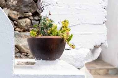 Boyanmış beyaz bir duvar ve duvarın arkasında çiçekli seramik kap