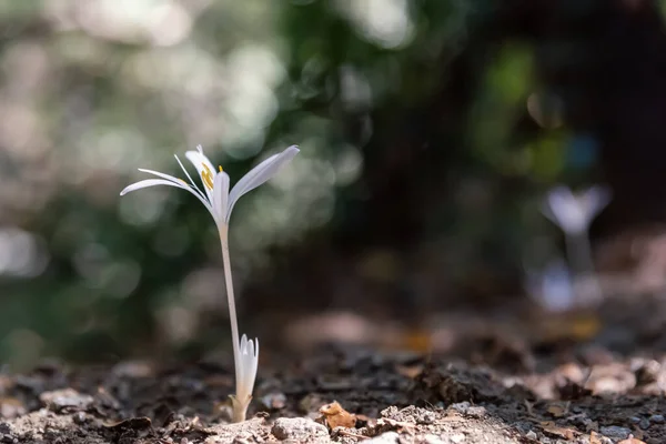 Jovem Crinum Fundo Embaçado — Fotografia de Stock