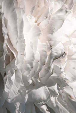 Işık ve gölgeli beyaz şakayık deseni