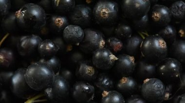 Siyah üzümlerin üzerine düşen çiy taneleri