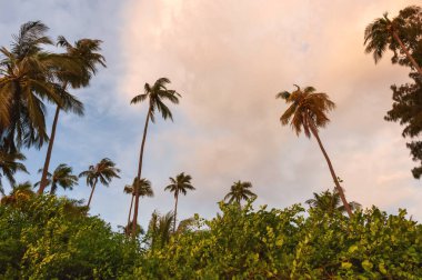 Hindistan cevizi ağaçlarıyla sabah gökyüzü