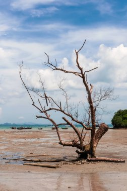 Gökyüzünün arka planında kurumuş mangrov ağacı ve alçak gelgitte tekneler.