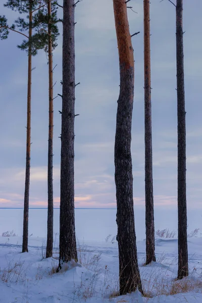 冬の湖の夕日を背景に松の木の幹 — ストック写真