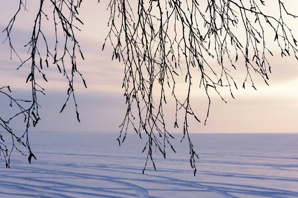雪の湖を背景に白樺の枝 — ストック写真