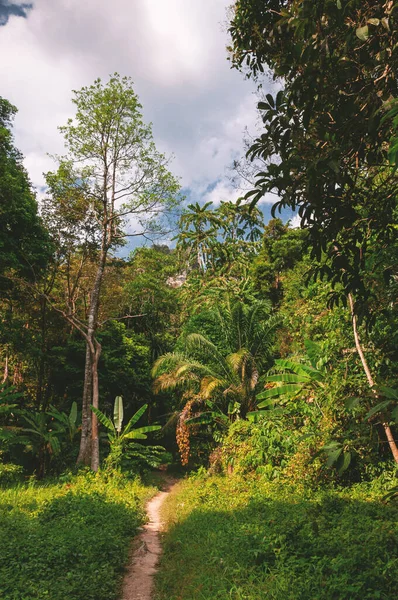 Camino Tierra Selva Tropical — Foto de Stock