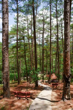 Parktaki patika, çam ağaçlarının arasında, bankta ve çardaklarda.