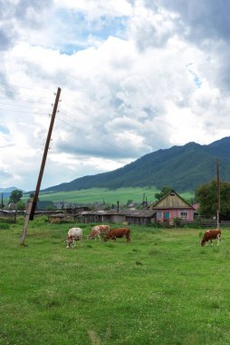 Köyün ve dağların arka planında otlayan inekler.
