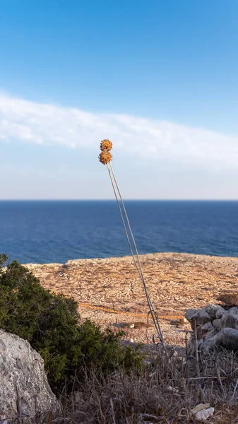 Herbes Sèches Sur Fond Mer Plage Rocheuse Chypre — Photo