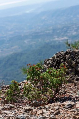 Dağlardaki bir uçurumun kenarındaki vahşi çalı, Kıbrıs, Troodos