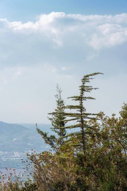 Dağların arka planında kozalaklı ağaç