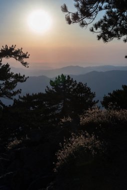 Dağlardaki günbatımı gökyüzünün arka planında çam ağaçları ve otlar