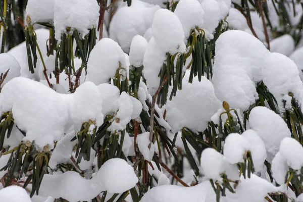 Hóval Borított Rododendron Közelről — Stock Fotó