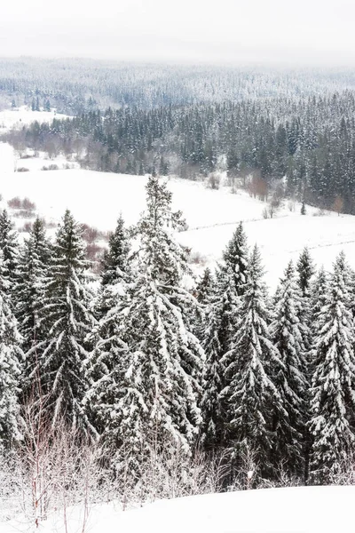 View from the hill to the snow-covered fir forest