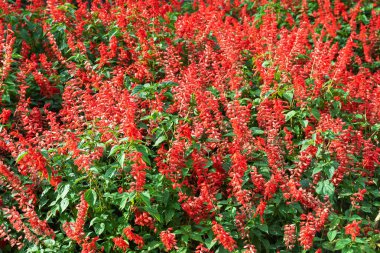 Kırmızı çiçekli dekoratif çalılığın soyut dokusu