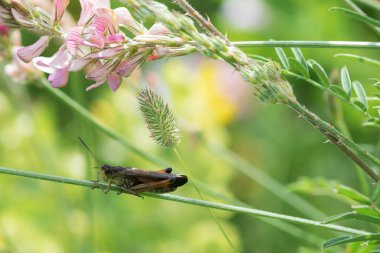 Çekirge pembe bir çiçekle çimlerin üzerinde oturuyor.