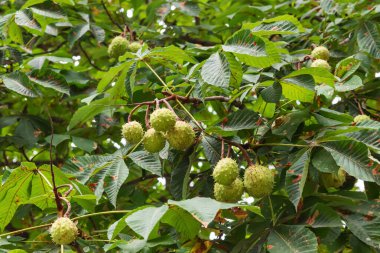 Dalları ve taze kestane meyveleri olan soyut bir arka plan