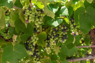 Dalları ve üzümlerin taze meyveleriyle soyut bir arkaplan