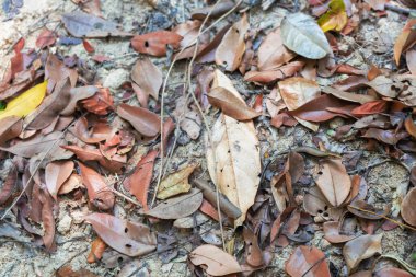 Yağmur ormanlarında düşen yapraklar