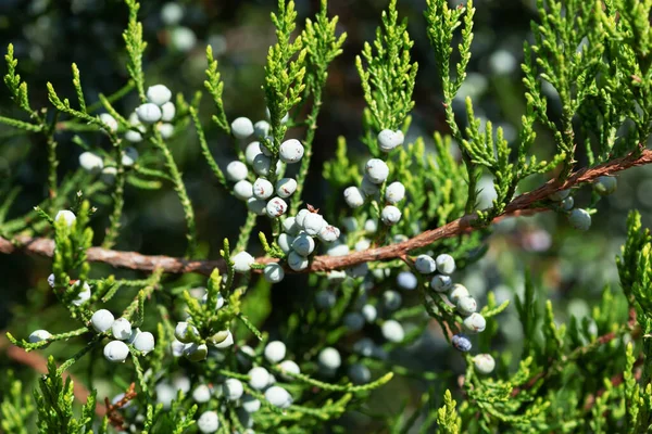 Abstract Background Young Berries Juniper Branches — Stock Photo, Image