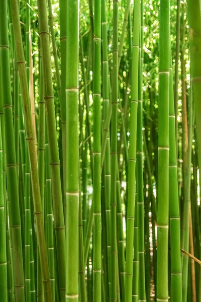 Troncos Verdes Floresta Bambu Densa — Fotografia de Stock