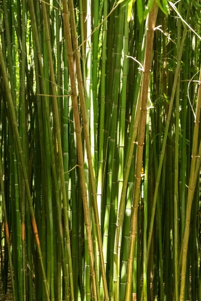 Troncos Verdes Floresta Bambu Densa — Fotografia de Stock